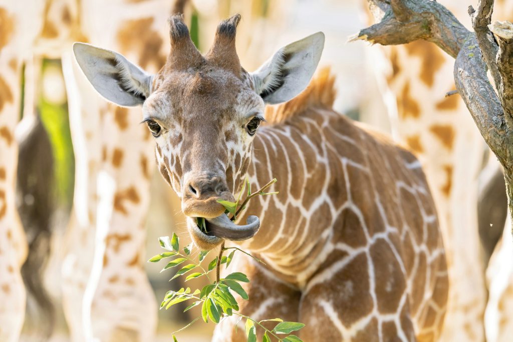 Giraffenmädchen Amari frisst in ihrem Gehege im Tiergarten Schönbrunn ein Blatt