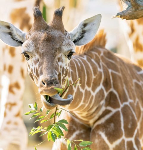 Giraffenmädchen Amari frisst in ihrem Gehege im Tiergarten Schönbrunn ein Blatt