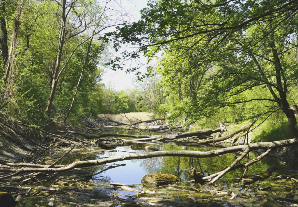 Das Krebsenwasser, ein kleiner Wasserwald im Grünen Prater