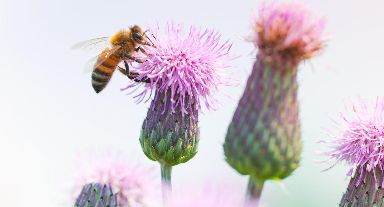 Biene sammelt Nektar auf Distel-Blüten