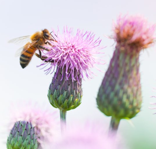 Biene sammelt Nektar auf Distel-Blüten