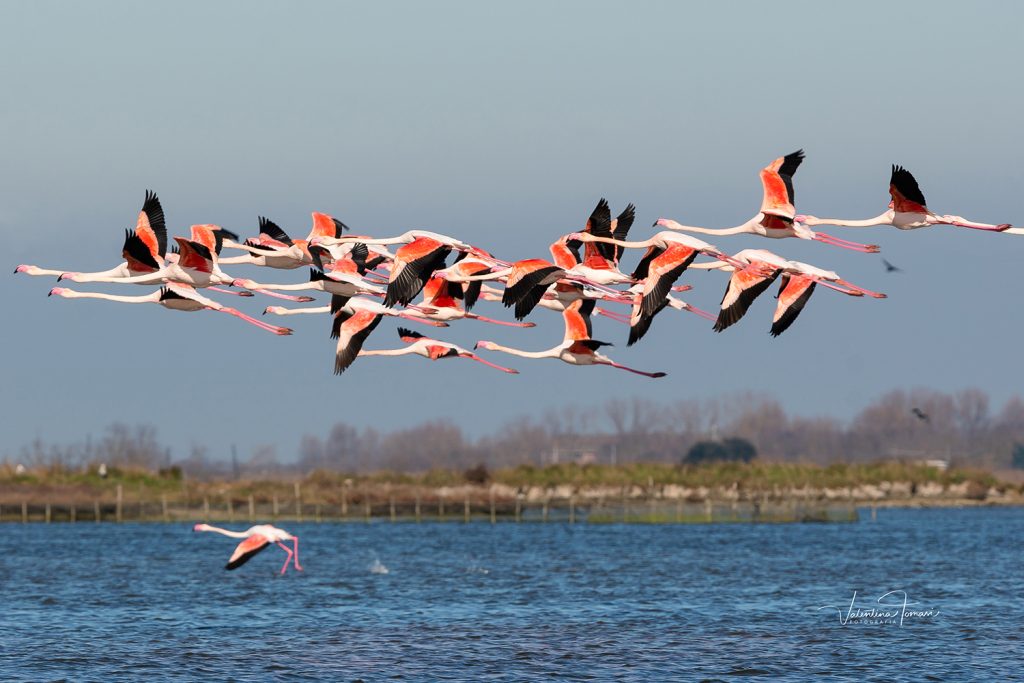 Eine Schar von Flamingos im Flug über das Wasser