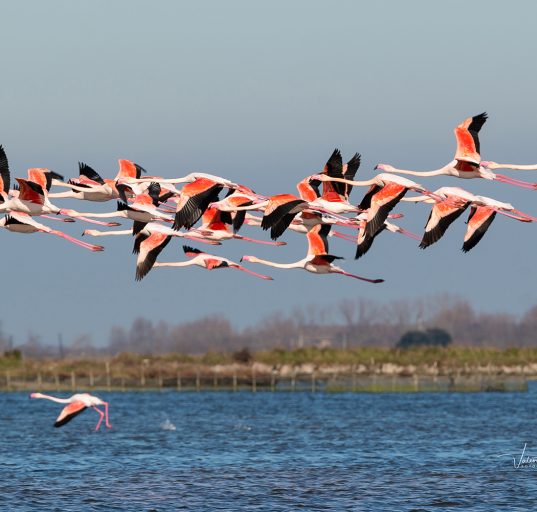 Eine Schar von Flamingos im Flug über das Wasser