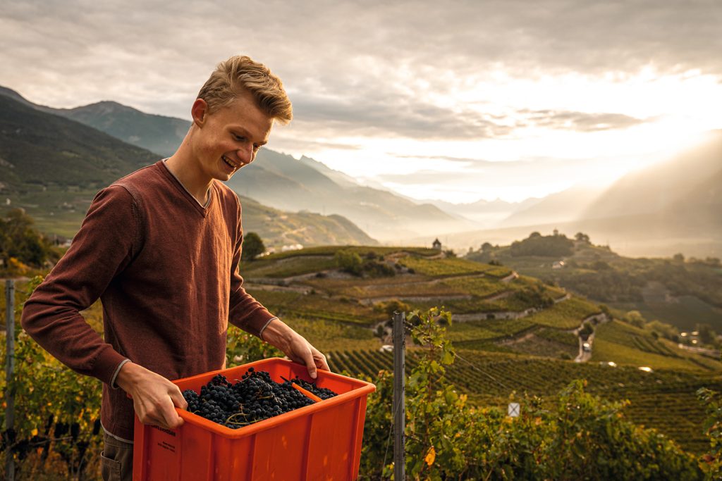 Mann mit Weintrauben in einer Kiste bei der Weinlese