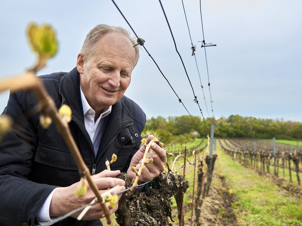 Der Windner Bürgermeister in einem Weingarten mit dem Ast einer Rebe in der Hand.