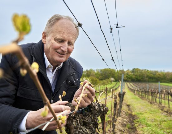 Der Windner Bürgermeister in einem Weingarten mit dem Ast einer Rebe in der Hand.
