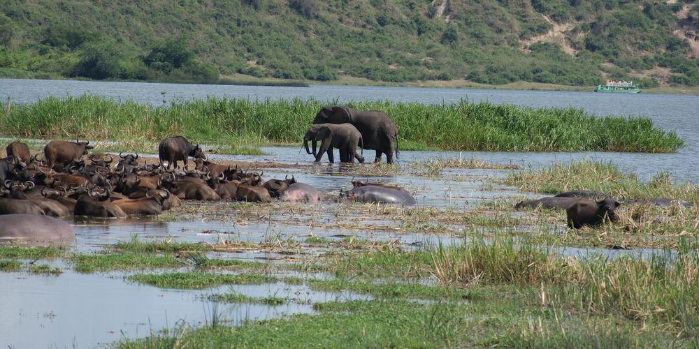 Elefanten, Büffel und Flusspferde an einem See.