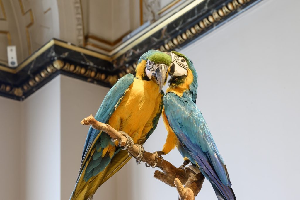 Zwei ausgestopfte Papageien in der Ausstellung Brasilien im NHM Wien © NHM Wien, Christina Rittmannsperger