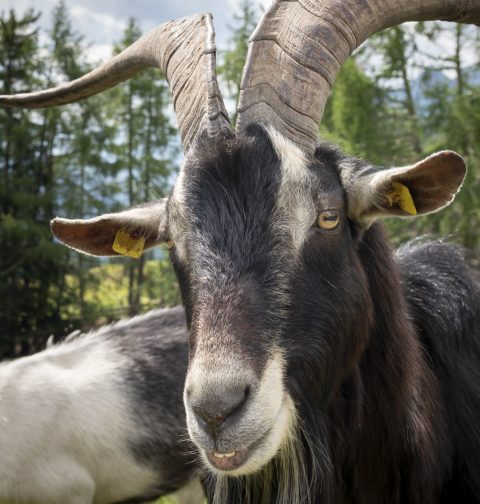 Nahaufnahme von einer Ziege