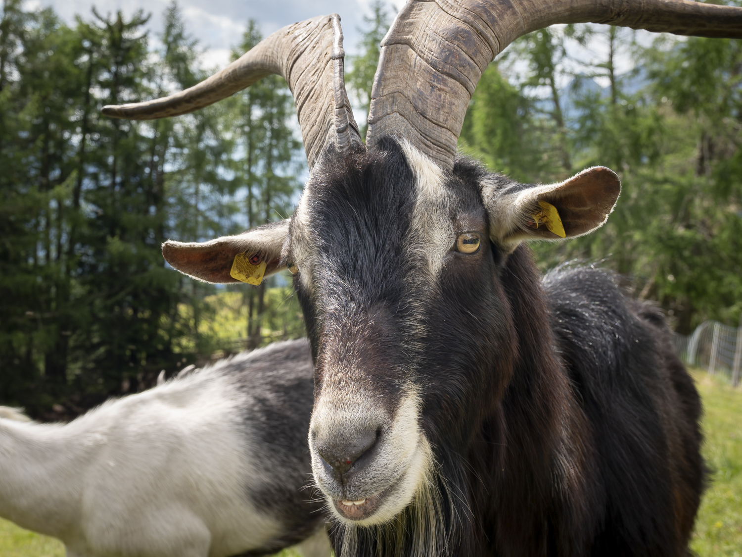 Natur Tiere schauvorbei