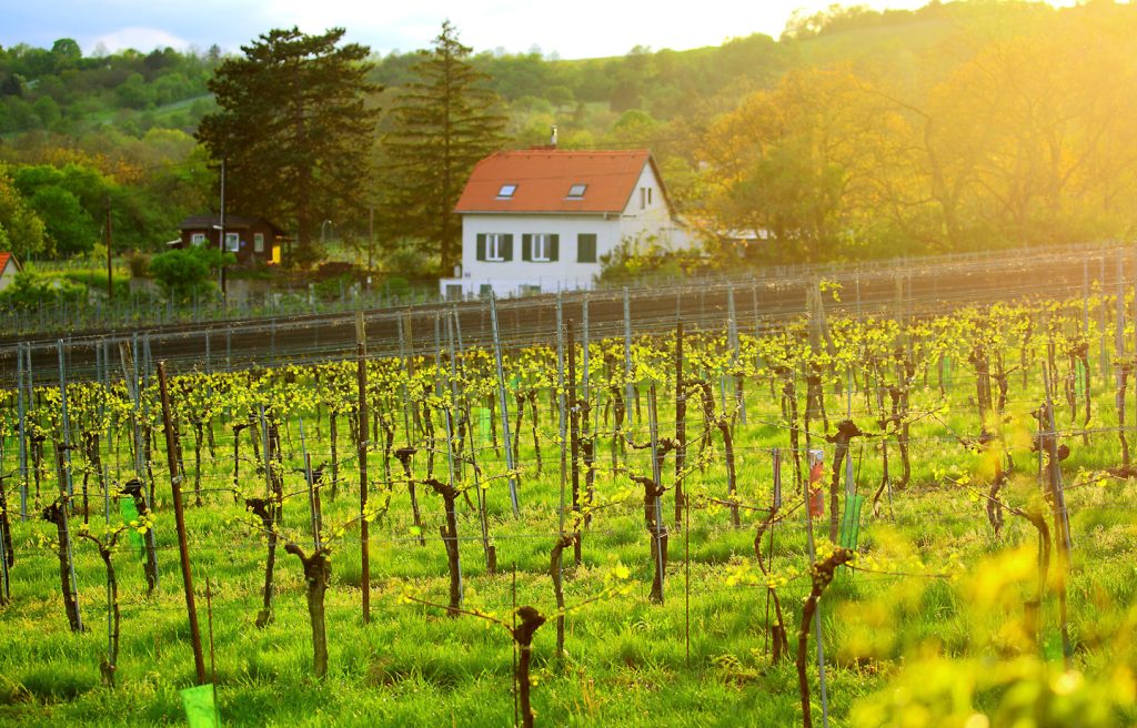 Weingarten mit Haus