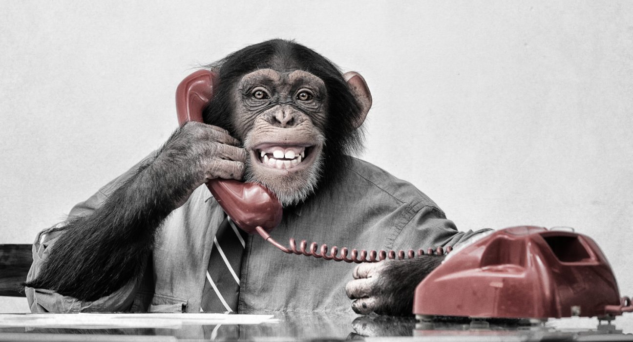 Affe sitzt bei einem Tisch und hat einen Telefonhörer in der Hand.