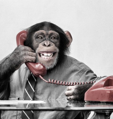 Affe sitzt bei einem Tisch und hat einen Telefonhörer in der Hand.