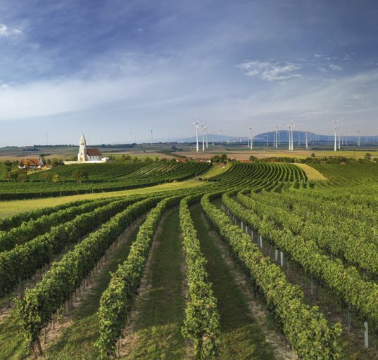grüne Weinstöcke in Niederösterreich, im Hintergrund ist eine Kirche zu erkennen, Windräder weiter hinten, blauer Himmel mit Wolkenschleier
