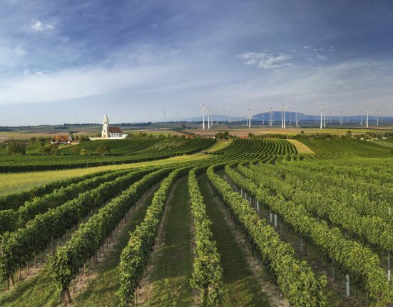 grüne Weinstöcke in Niederösterreich, im Hintergrund ist eine Kirche zu erkennen, Windräder weiter hinten, blauer Himmel mit Wolkenschleier