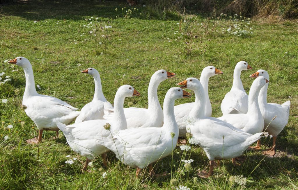 Gänse im Gänsemarsch