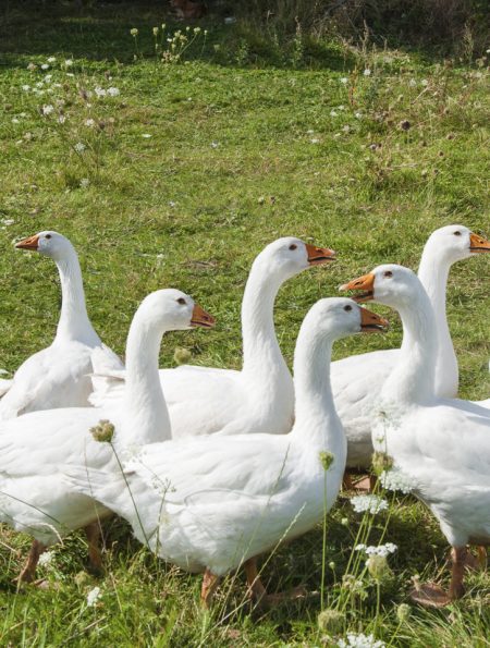 Gänse im Gänsemarsch