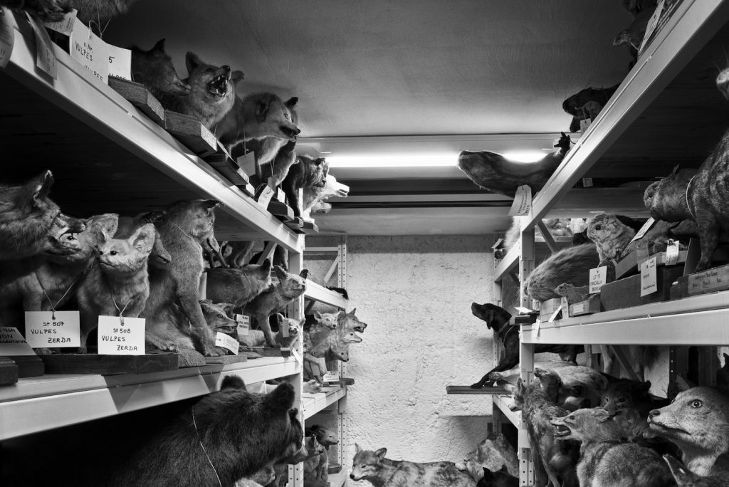 Ein Archivraum im Naturhistorischen Museum mit ausgestopften Tieren in Regalen. © Stefan Olah