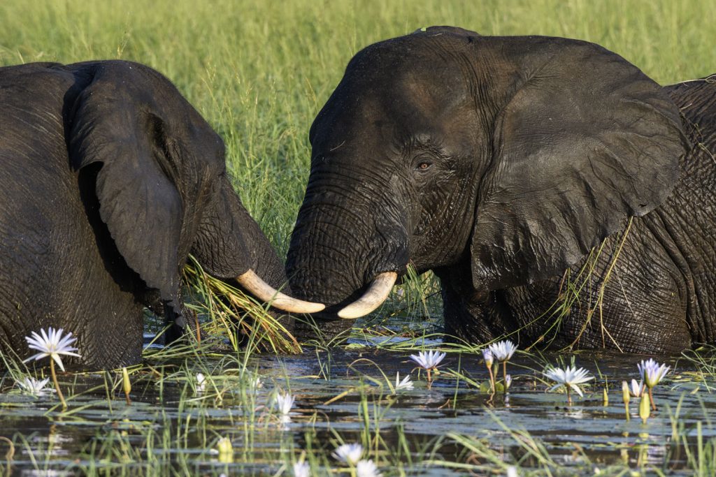 Zwei Elefanten stehen Rüssel an Rüssel im Chobe River in Botswana