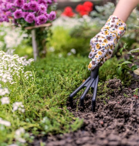 Gartenkalender: Blumen und Kräuter werden mit buntem Handschuh und Kultivator gepflanzt.