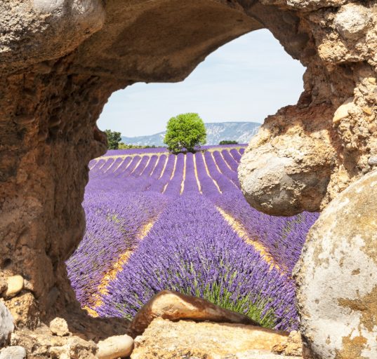 Blick auf Lavendelfelder durch ein natürliches Fenster in einer Steinmauer in Valensole, Provence