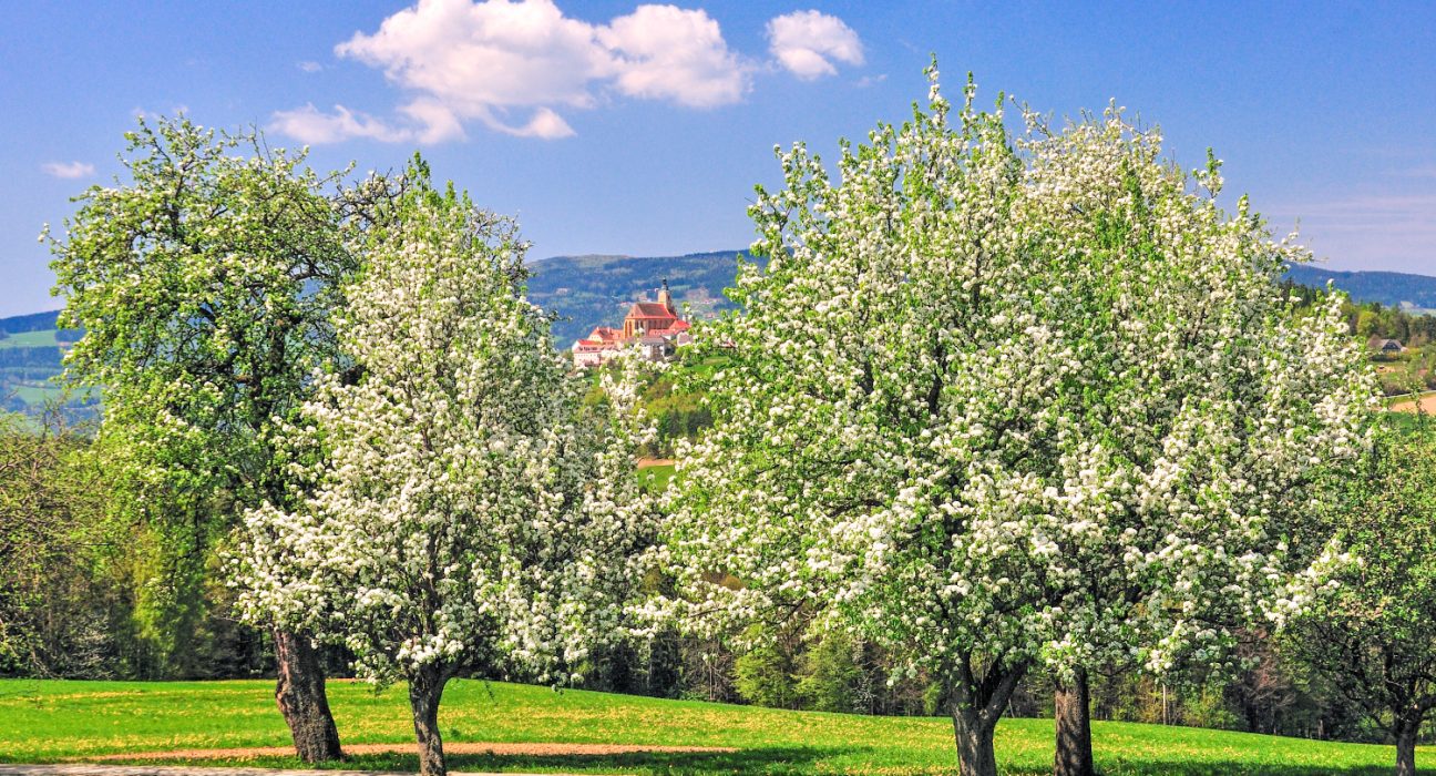 Blühende Bäume vor der Wallfahrtskirche Pöllauberg im Naturpark Pöllauer Tal