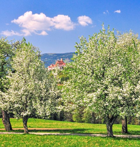 Blühende Bäume vor der Wallfahrtskirche Pöllauberg im Naturpark Pöllauer Tal