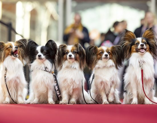 Hunde bei der Haustiermesse