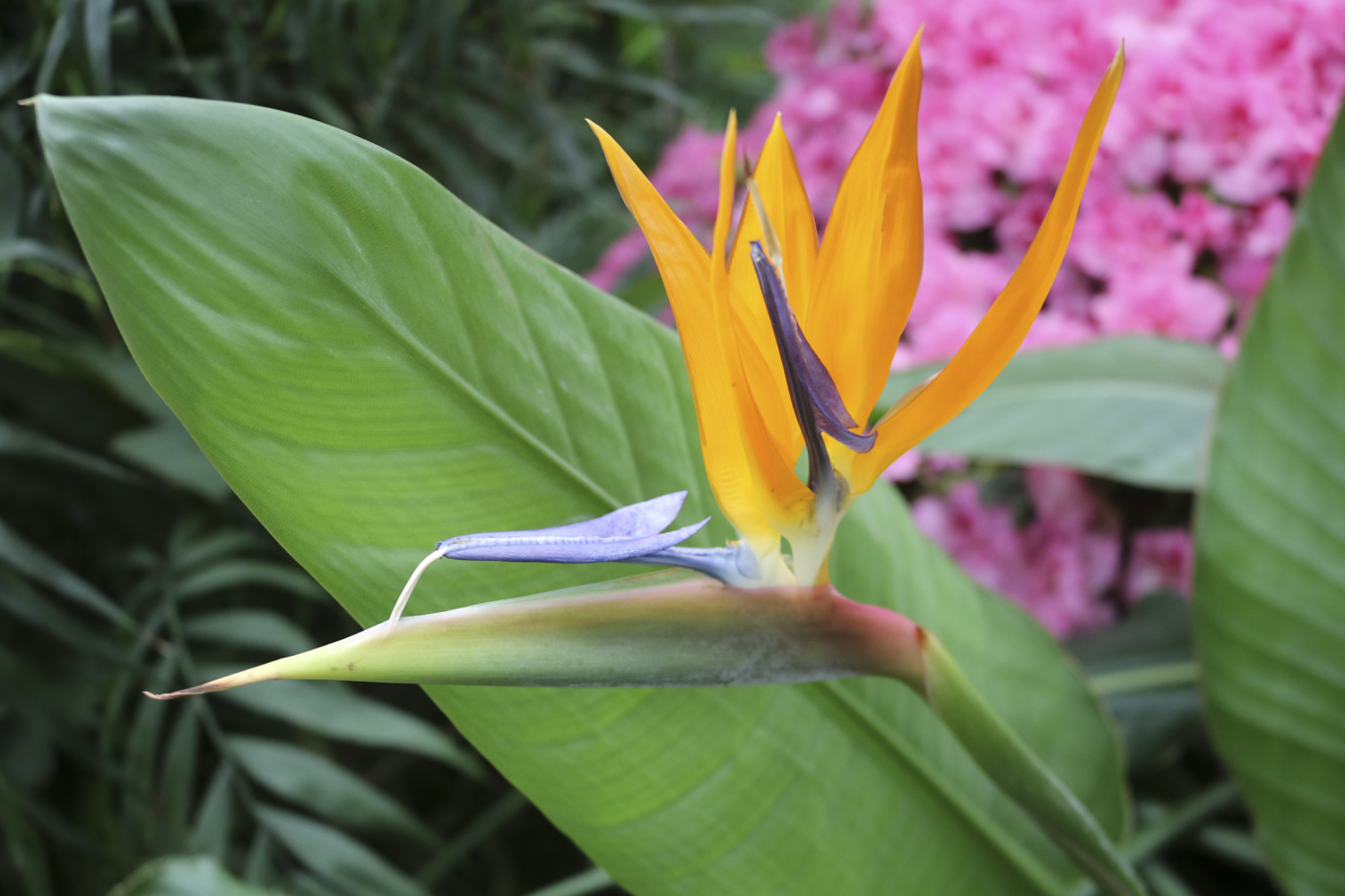 40+ Botanischer Garten Wien Bambus, Bitte schonen sie unsere wiesen