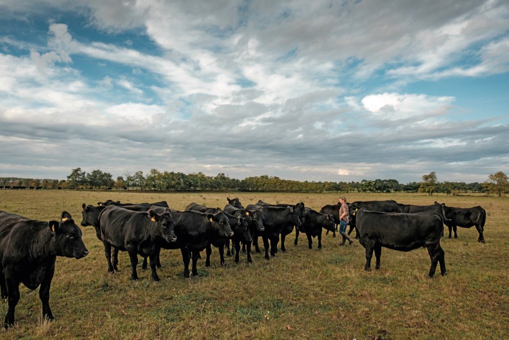 Daniela Wintereder auf einer weiten Fläche mit Angus-Rindern